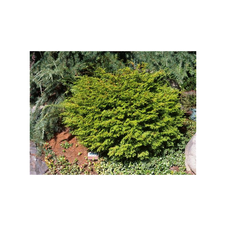 Chamaecyparis obtusa'Pygmaea' 