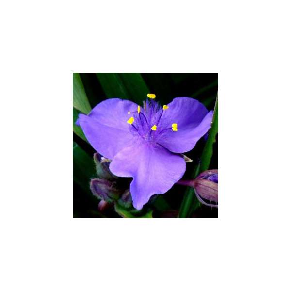 Tradescantia'Good Luck'