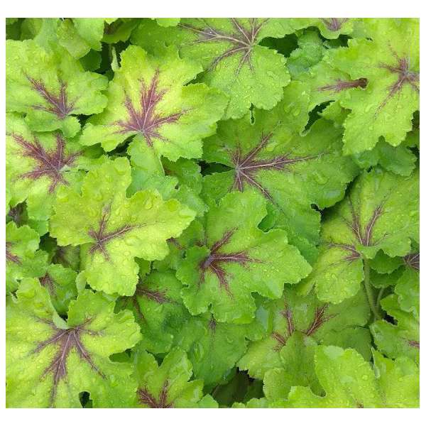 Heucherella'Art Nouveau'