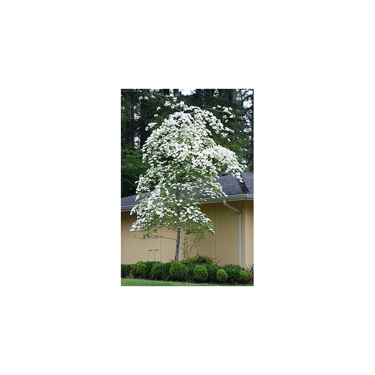 Cornus'Eddie's White Wonder' 