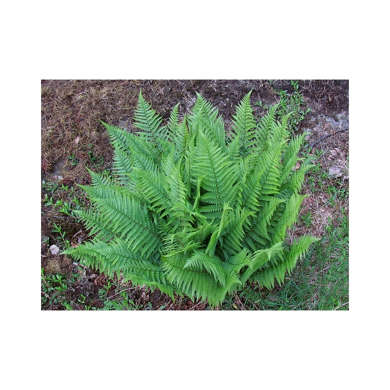 Dryopteris filix-mas