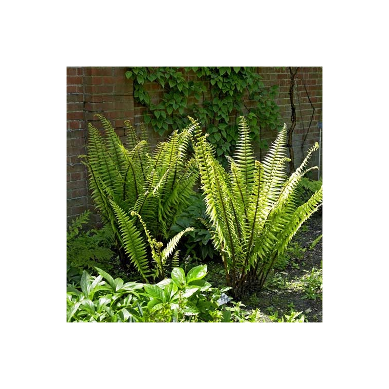 Dryopteris wallichiana