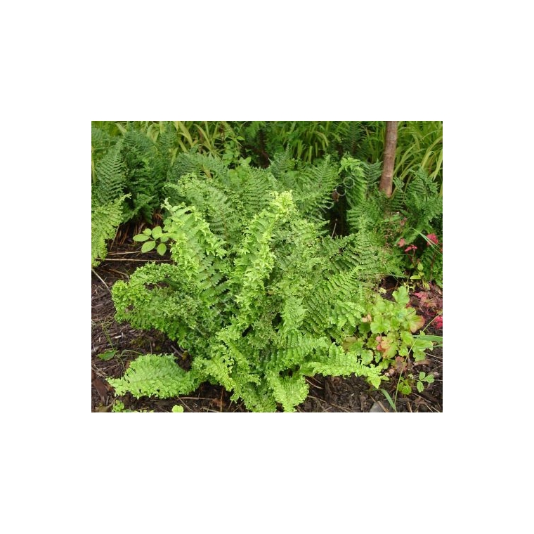 Dryopteris filix-mas'Crispa Cristata'