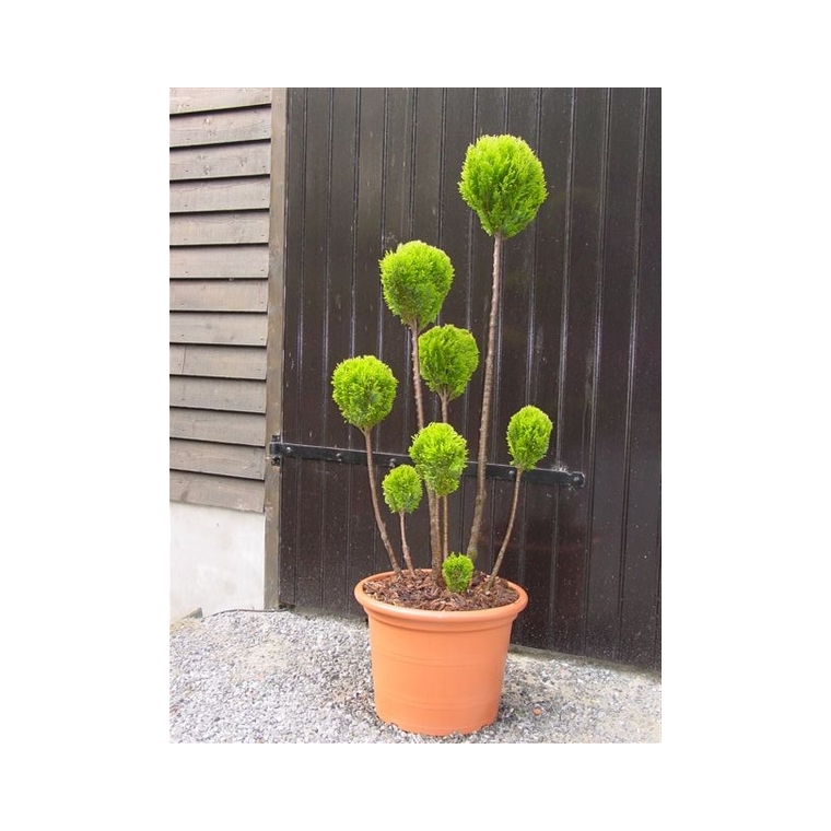 Chamaecyparis lawsoniana'Stardust' bol 