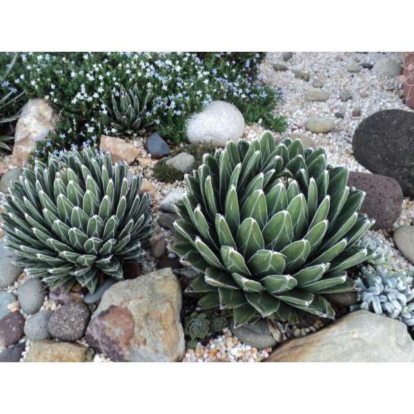 Agave victorie-reginae 