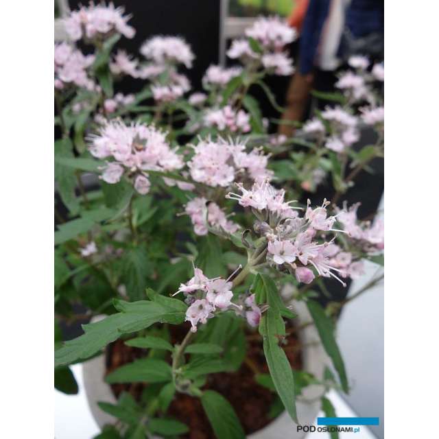 Caryopteris clandonensis'Stephi' 