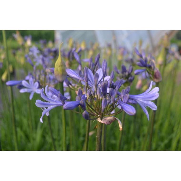 Agapanthus'Dr Brouwer' 