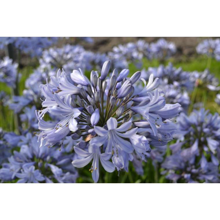 Agapanthus'Rotterdam 