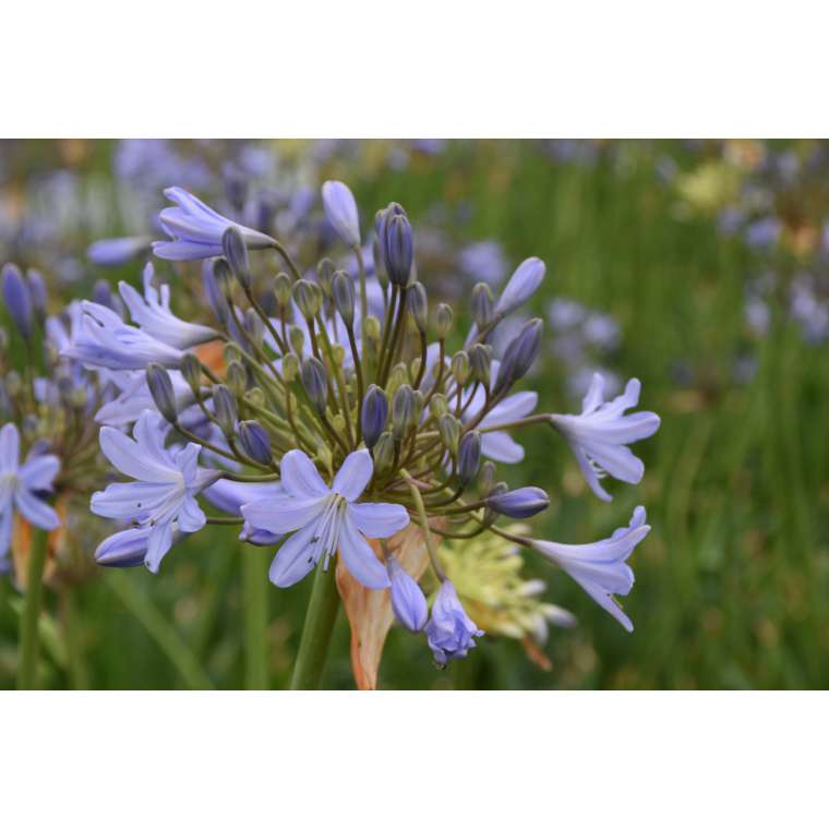Agapanthus'Stockholm' 