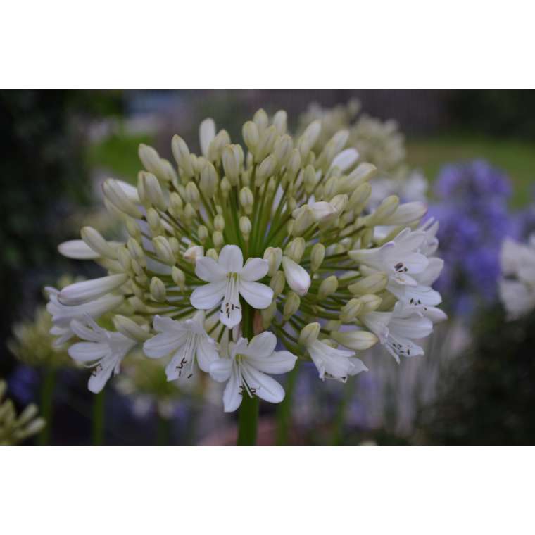 Agapanthus'Malaga' 