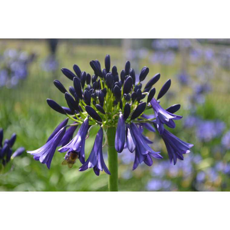 Agapanthus'Delfs blauw' 