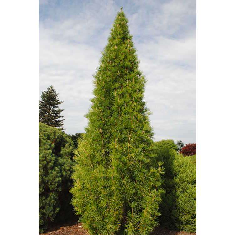 Sciadopitys verticillata'Fustigata' 