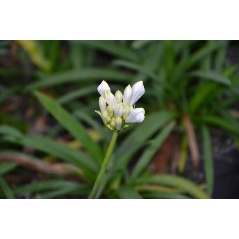 Agapanthus'Thumbelina' 