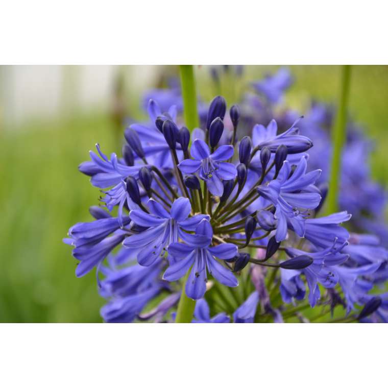 Agapanthus'Scooby Blue' 