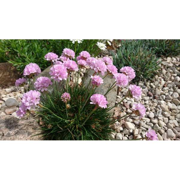 Armeira maritima'Roschen'