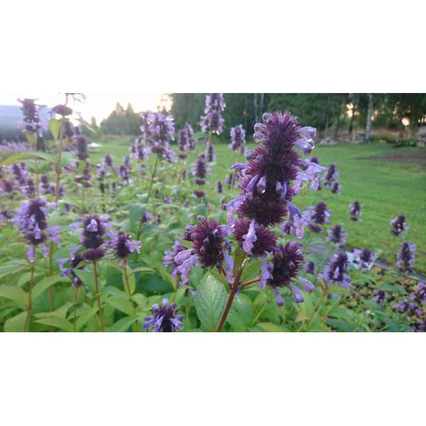Nepeta manchuriensis'Manchu Blue'