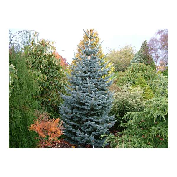 Abies lasiocarpa'Kenwith Blue' 