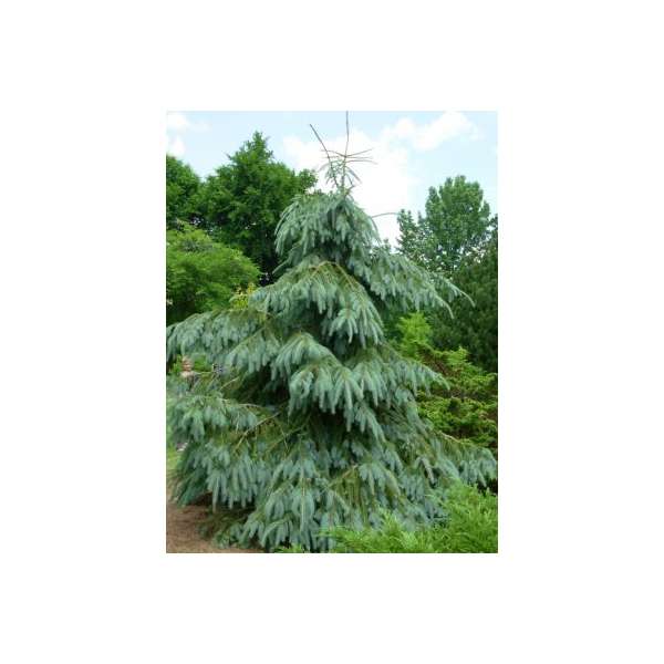 Picea engelmannii'Lace' 