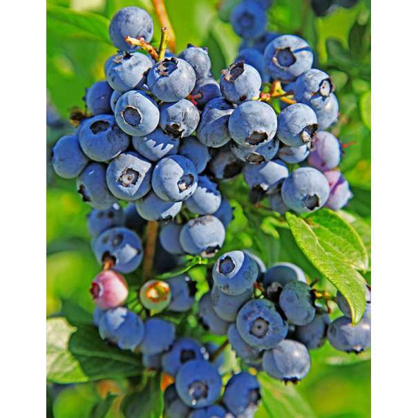 Bosbes(Vaccineum cprymbosum'Duke') 