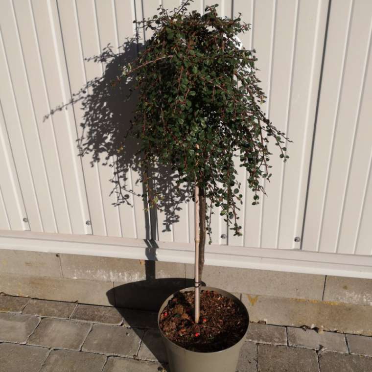 Cotoneaster dammeri'Winter Beauty' 