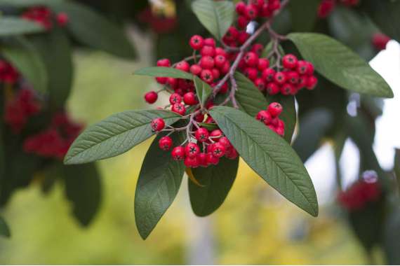 Cotoneaster dammeri'Major' 