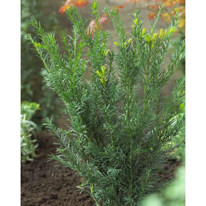 Taxus media'Groenland' 