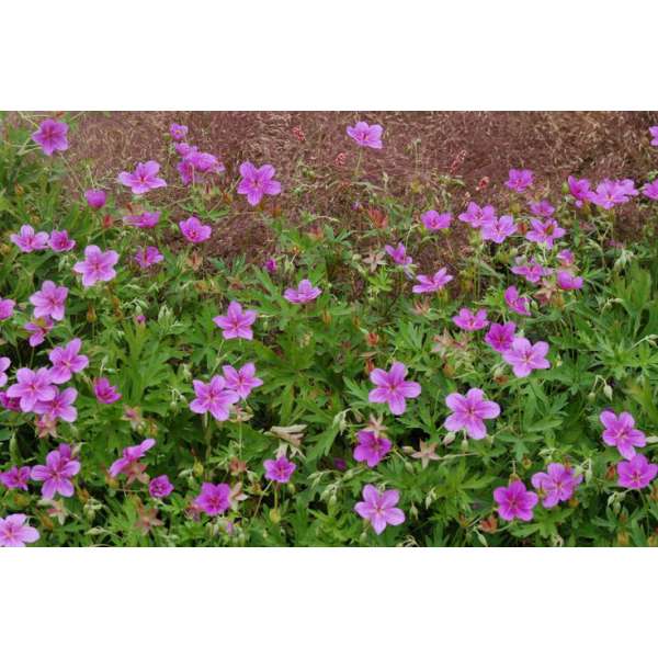 Geranium soboliferum'Starman'