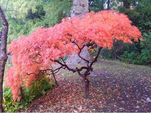 Acer palmatum'Ornatum' 