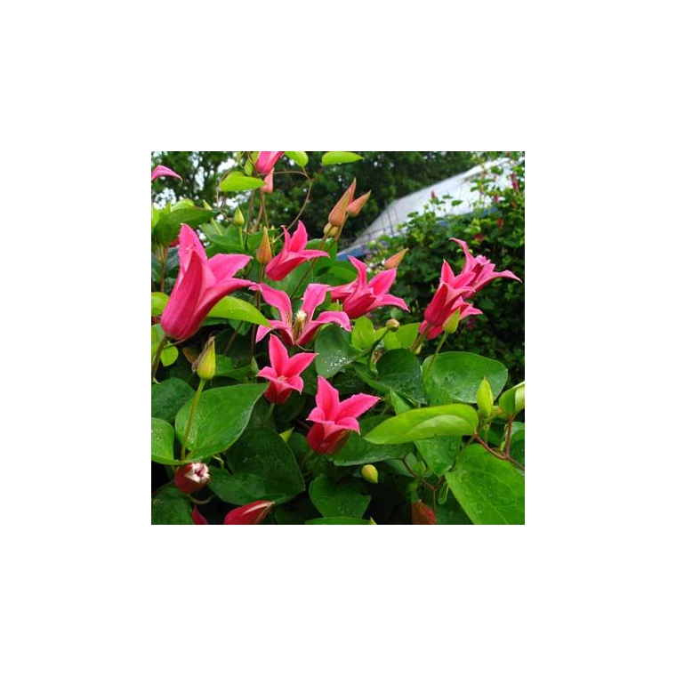 Clematis'Princess of Wales' 