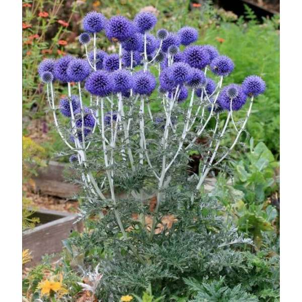 Echinops bannaticus'Blue Globe'