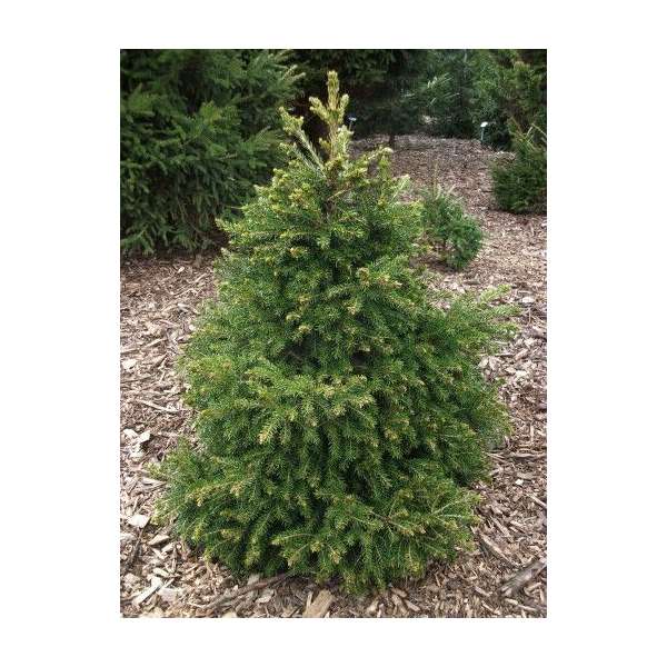 Picea orientalis'Losely' 