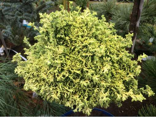 Chamaecyparis lawsoniana'Bregéon Jaune' 