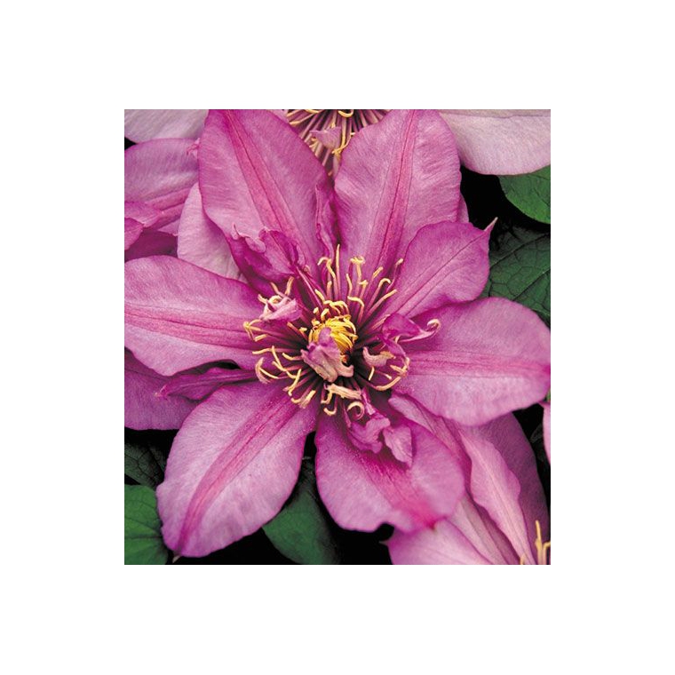 Clematis patens'Walter Pennell' 