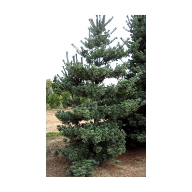 Pinus parviflora'Tempelhof 