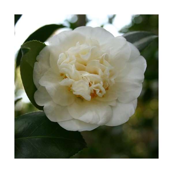 Camellia japonica'Powder Puff' 