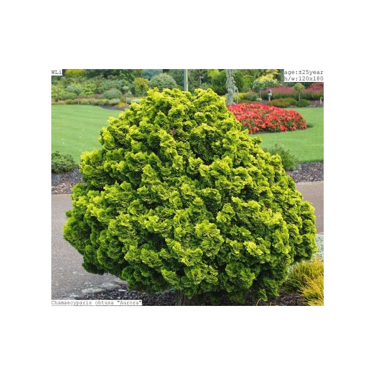 Chamaecyparis obtusa'Aurora' 