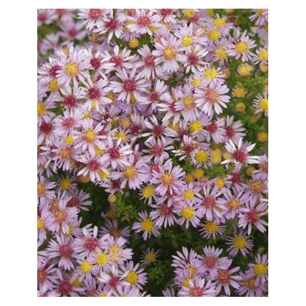Aster ericoides'Loverly'