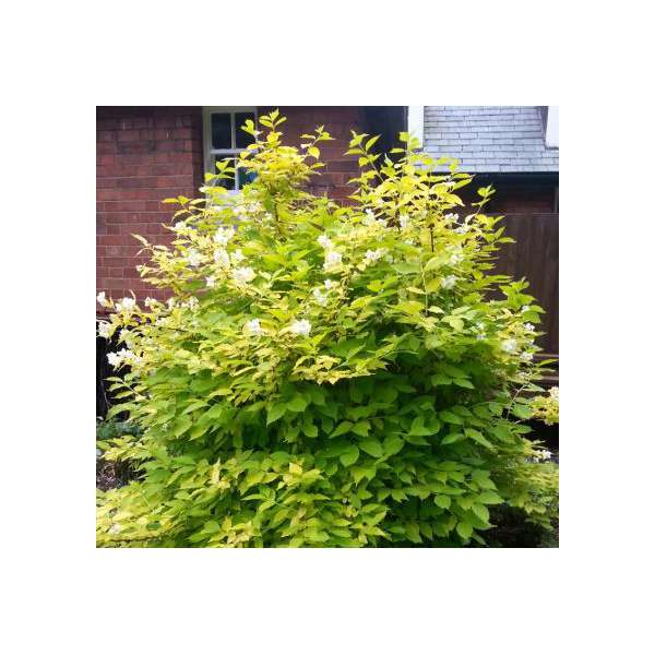 Philadelphus coropnarius'Albus' 