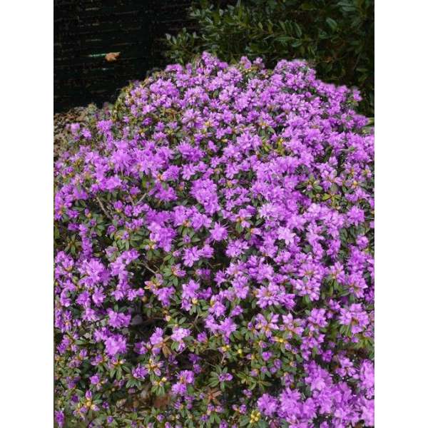 Rhododendron'Purple Pillow' 