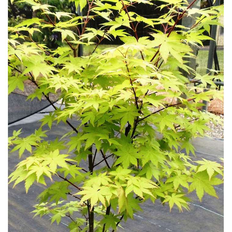 Acer palmatum'Summer Gold' 