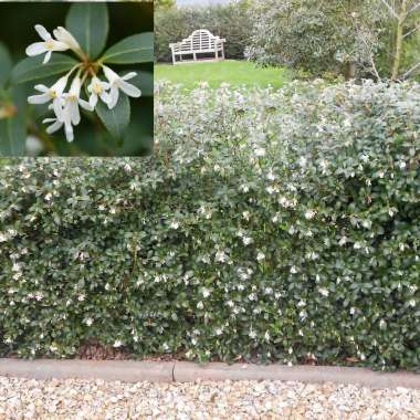 Osmanthus burkwoodii 