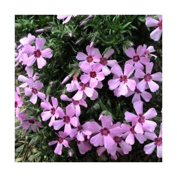 Phlox kelsey i'Rosette'