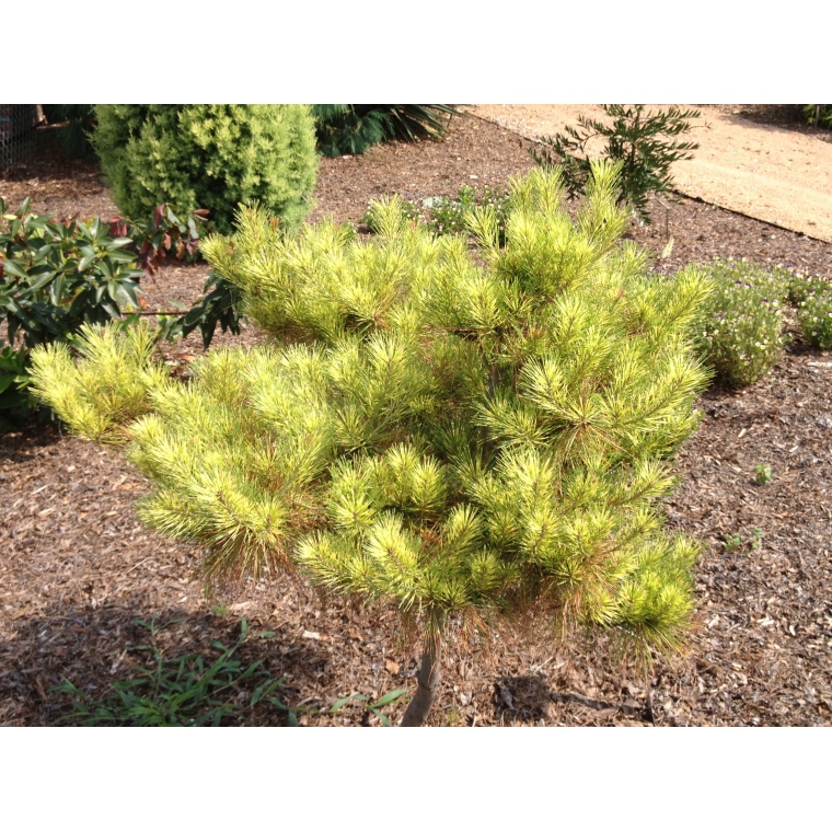 Pinus densiflora'Golden Ghost' 