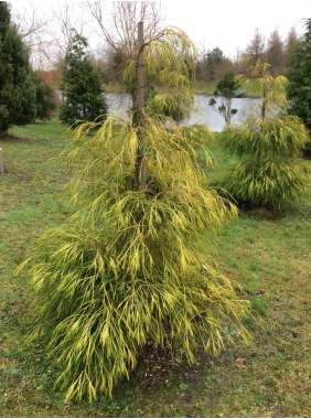 Chamaecyparis lawsoniana'Filip's Golden Sprinklers' 