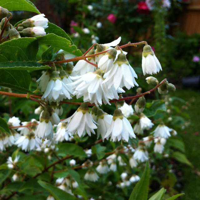 Deutzia scabra'Plena' 