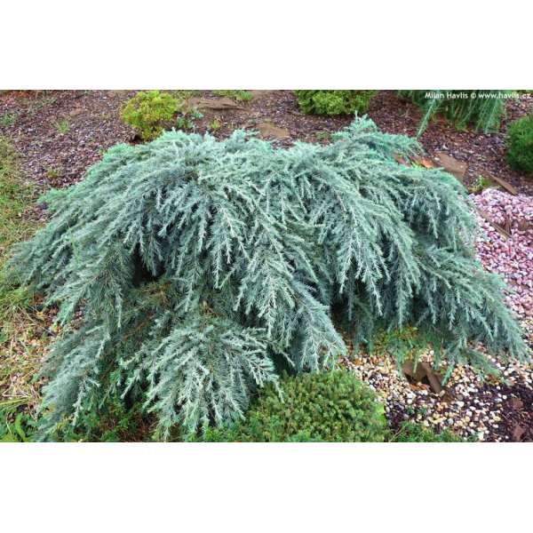 Cedrus deodara'Feelin' Blue' 