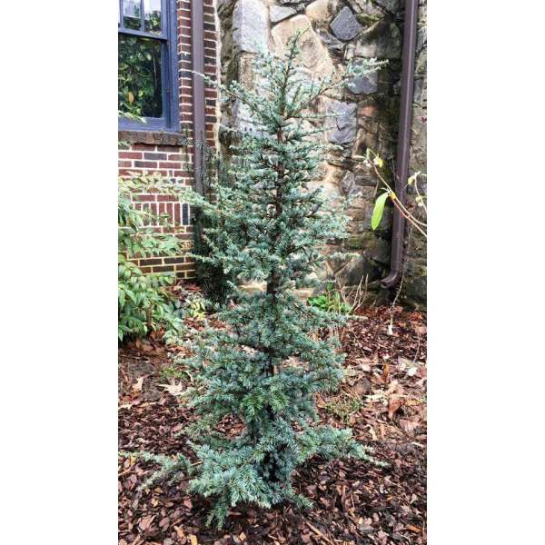 Cedrus libani'Horstman' 
