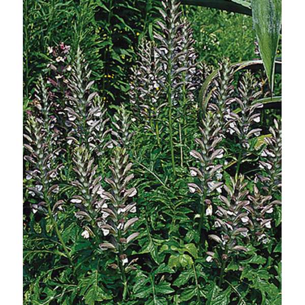 Acanthus hungarians'White Lips'