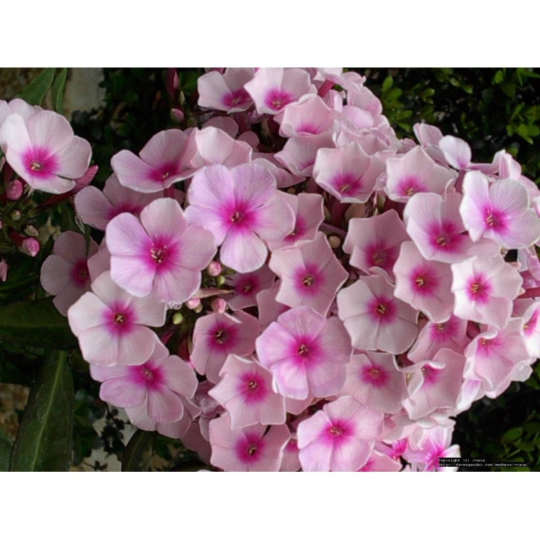 Phlox paniculata'Bright Eyes' 