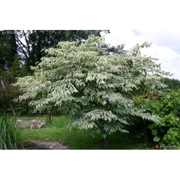 Aralia elata'Silver Umbrella' 